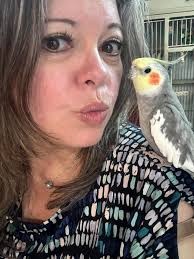 Lost male cockatiel near Steck Ave and Greenslope in Central Texas