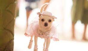 Chihuahua And Dog Fashion Beverly Hills Chihuahua Fashion Show Beverly Hills Chihuahua Cute Dogs Cute Chihuahua