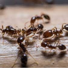 At titan pest management, we believe in providing quality pest control services tailored to the specific needs of your home or business. Dm Pest Control 25 Photos 32 Reviews Pest Control Leander Tx Phone Number