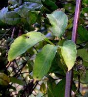 Image result for Cissus aralioides