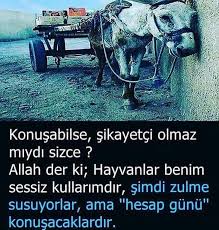 Yuvasiz Kuslar Facebook