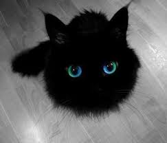 Black And White Cat With Blue Eyes Black And White Kittens With Blue Eyes Df6zjvt8 Crazy Cats Animals Cute Cats