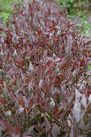 Image result for Clematis recta atropurpurea