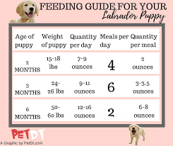 Labrador Puppy Food Chart Dogs Breeds And Everything