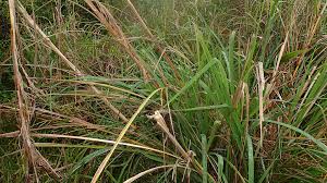 Image result for Themeda