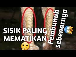 Bisa mas gan miliki senilai rp 3 juta. Keistimewahan Katuranggan Sisik Naga Temurun Sisik Ayam Aduan Mematikan Youtube