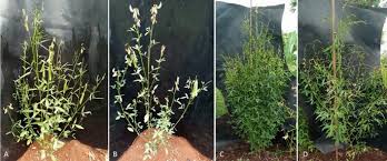 Image result for Crotalaria recta