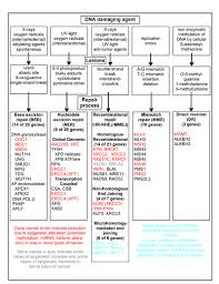 Remember that in the other lines, i can still write the word 3 tickets like usual. Dna Repair Wikipedia