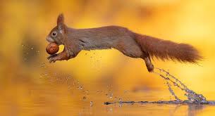 Eekhoorn Squirrel In 2020 Dierenfotografie Eekhoorn Grappige Honden Foto S