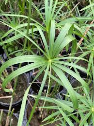 Image result for Cyperus amabilis