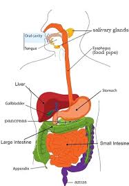 The function of the digestive system is digestion and absorption. Digestion Of Food For Class 4