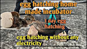 If eggs are in the incubator when the electricity goes out, don't touch it. Egg Hatching At Home Made Incubator Eggs Hatching In Hindi Egg Hatching Without Electricity Youtube