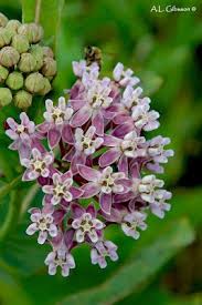 A Guide To The Milkweeds Of Ohio Milkweed Plant Milkweed Spring Plants