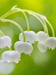 User rating for lily of the valley free: Hd Wallpaper Lily Of The Valley Flower For Android Apk Download