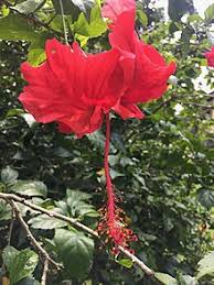 Menariknya, tumbuhan ini mempamerkan warna merah terang sehingga menyebabkan ia mendapat nama samaran 'lipstick. Kembang Sepatu Wikipedia Bahasa Indonesia Ensiklopedia Bebas