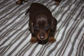 Yesterday all the puppies arrived to their new homes! Chocolate And Tan Dachshund 4 Weeks Old Weiner Dog Chocolate And Tan Dachshund Dachshund Love