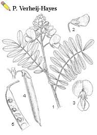 Image result for Tephrosia nana