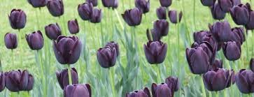 6 12 24 48 96. Black Tulips Article On Thursd