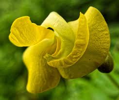 Image result for Vigna umbellata