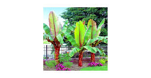 Image result for Ensete ventricosum