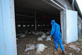 Die vogelgrippe kann beim menschen auftreten, wenn die erreger, die sonst nur geflügeltiere befallen, auf den menschen übertragen werden. Vogelgrippe Erste Falle Des H5n8 Virus Bei Menschen