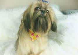 The color is standard (not alternate) with liver being s 123 and liver and white being s 125; Shih Tzu Karashishi Imperial Cream Dobie Stud Exeter Posts Facebook