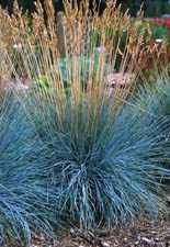 Image result for Leptochloa coerulescens