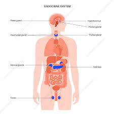 Image result for Endocrine Anatomy