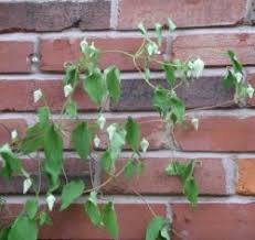 Maybe you would like to learn more about one of these? Pests And Disease Info