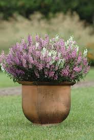 Plant these colorful blooming annual and perennial flowers in garden beds. Angelonia Serena Mix Annual Plants Garden Containers Plants