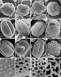 Image result for Cuscuta hyalina