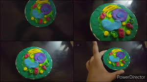 This will make the jello stiffer and make it easier for the cell parts to stay in place.9 x research. How To Make Plant Cell Model Using Clay Vlog9 Youtube