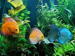 25 Spectacular Animals That Start With The Letter D Discus Fish Aquarium Fish Tropical Fish