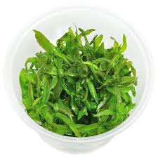 Image result for Hygrophila hippuroides