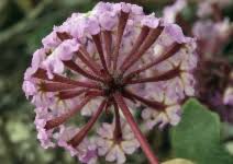 Image result for Panicum graciliflorum