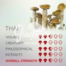 Magic Mushrooms Grow Kit Thai Supra Growkit 100 Mycelium
