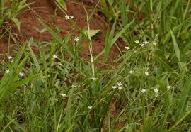 Image result for Oxygonum delagoense