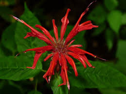 Image result for Monadenium herbaceum