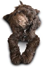 Puppies for sale australian labradoodle. Vancouver Labradoodle Breeder And Puppies For Sale