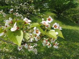 Image result for Vernicia