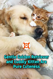 Gentle Golden Retriever And Cuddly Kitten Are Pure Cuteness In 2020 Golden Retriever Kitten Orange Kittens