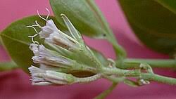 Image result for Mikania sagittifera
