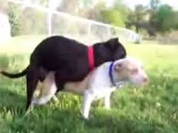 Pitbull Dogs Mating Pitbul Kopekleri Ciftlesiyor Pitbull Hunde Kopulieren Youtube