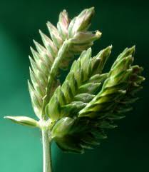 Image result for Tristachya