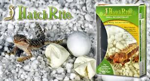 You'll want to toss those as they can explode or leak and infect the healthy eggs. How To Incubate Reptile Eggs Using Hatchrite Reptile Centre