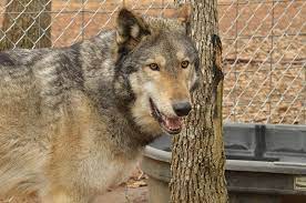 Housebreaking your dog is a stressful part of getting a new puppy. Texas Wolfdog Project Owning A Wolfdog