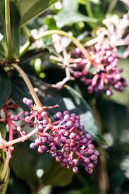 Image result for Medinilla myriantha