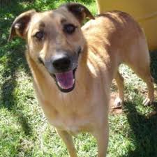 We did not find results for: Adopt A Dog Or Cat In The Jhb Area Kitty And Puppy Haven