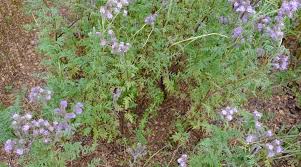 Image result for Hydrophyllaceae