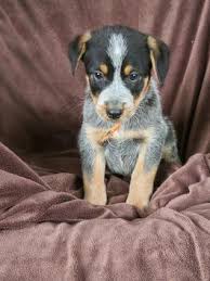 Australian cattle dog / blue heeler puppies. Puppies For Sale Buckeye Puppies